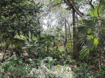 Low angle view of trees in forest