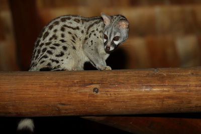 A common genet on a beam