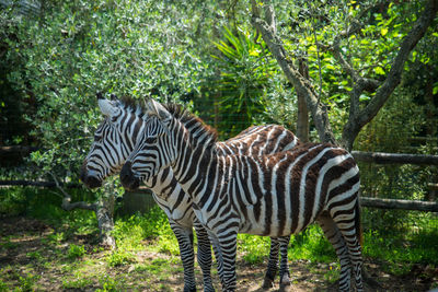 Zebras standing in a forest