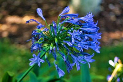 Close-up of purple flowering plant