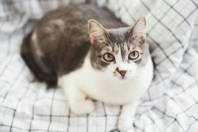 High angle portrait of cat by kitten