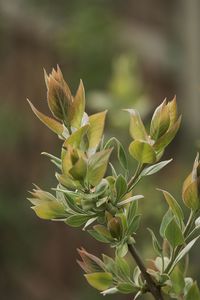 Close-up of plant