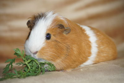 Close-up of a rabbit