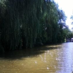 Reflection of trees in water