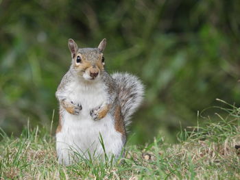 Portrait of squirrel