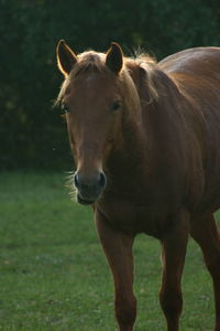 Portrait of horse standing on field