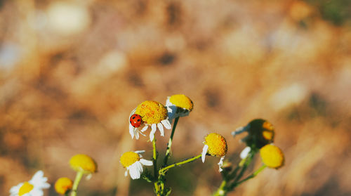 Close-up of butterfly pollinating on yellow flower