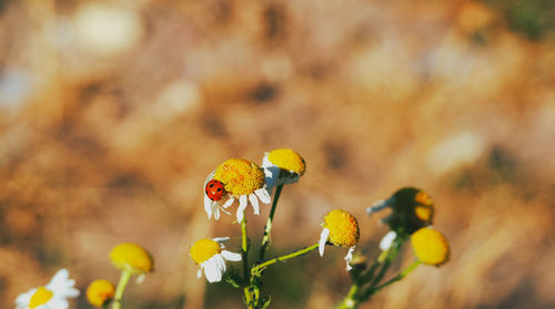 Close-up of ladybug pollinating on yellow flower