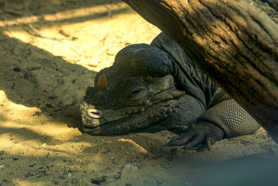 Rhinoceros iguana rare wildlife.
