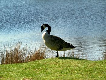 Side view of bird on grassy field