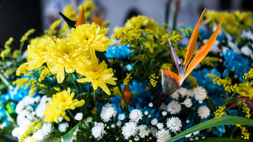 Close-up of yellow flowering plant