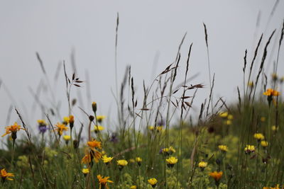 Close-up of yellow flowering plants on field against sky