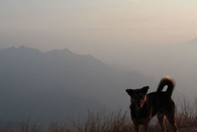 View of two dogs on mountain during sunset