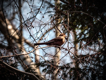 Low angle view of bird perching on branch