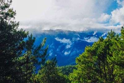 Low angle view of trees against sky