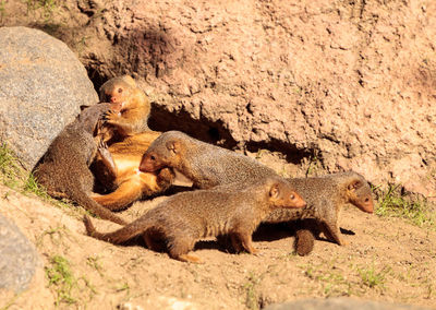 High angle view of mongooses on field