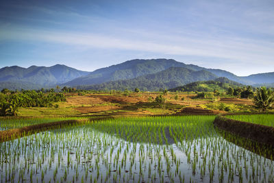 Natural scenery of indonesian rice fields in the morning with rice terraces and mountain reflections