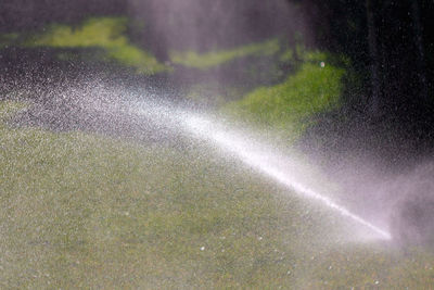 Close-up of wet grass in water