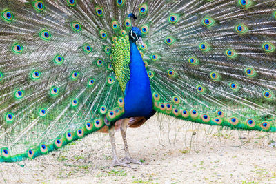 Close-up of peacock