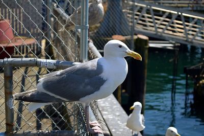 Close-up of bird perching on water