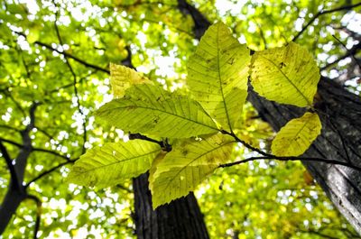 Low angle view of maple leaves on tree in forest