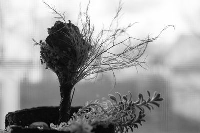 Close-up of plant against sky