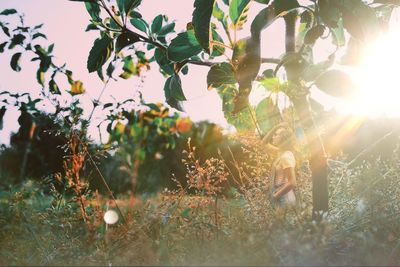 Sunlight streaming through trees on field during sunny day