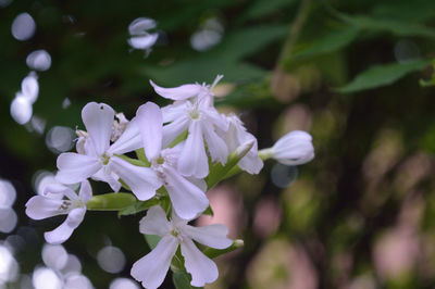 Close-up of pink flowers