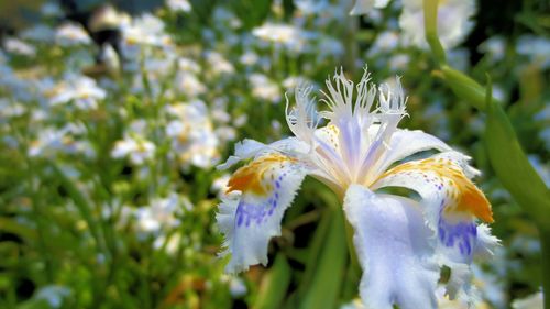 Close-up of purple flowers blooming