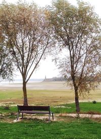 Bare trees on grassy field