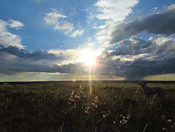 Scenic view of field against sky during sunset