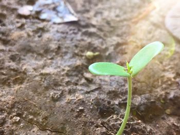 Close-up of small plant