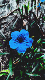 Close-up of blue flowering plant