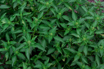 Full frame shot of green plants