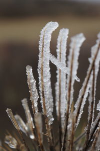 Close-up of frozen plant during winter