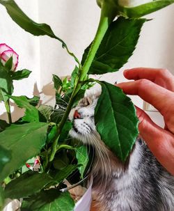 Cropped image of hand holding cat