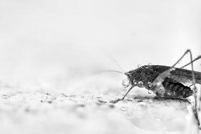 Close-up of insect