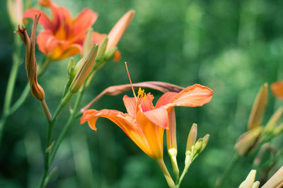 Close-up of orange lily blooming outdoors