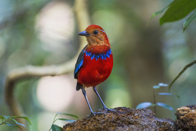 Close-up of a bird perching on branch