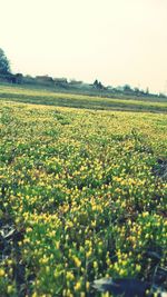 Scenic view of oilseed rape field against clear sky