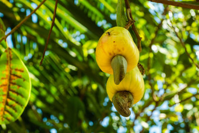 Close-up of yellow fruit on tree
