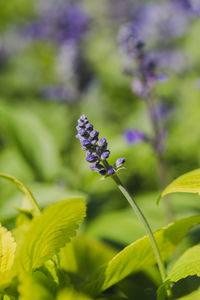 Close-up of purple flowering plant