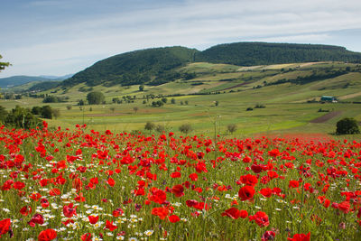 Red poppies on field against sky