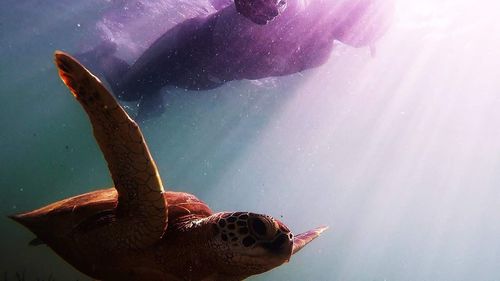 Woman swimming in sea