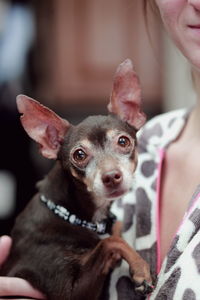 Midsection of woman holding chihuahua