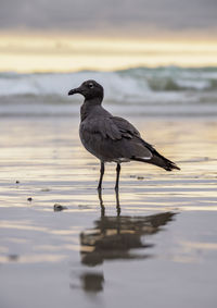 Bird perching on a beach