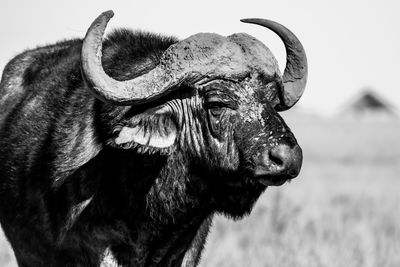 Close-up of a buffalo in field