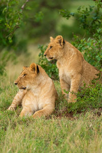 Two lion cubs stare left in grass