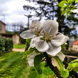 Close-up of white flowers