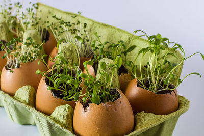 Close-up of plants in broken eggs on white background